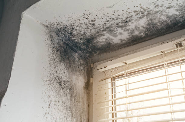 Trusted Mold Inspection service in Danvers, MA - Cheap Mold Removal